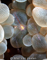 Bubble coral shrimp taken at Marsa Bareika, using an Olym... by Anel Van Veelen 